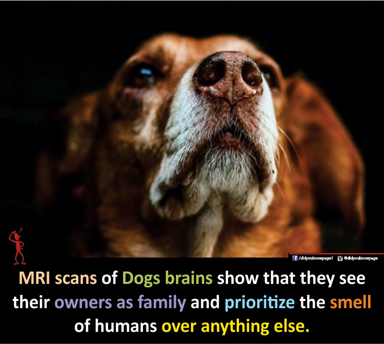 MRI Scan of Dogs Brain-Stumbit Pets